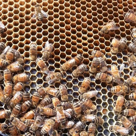 Honey bees covering a frame of honeycomb